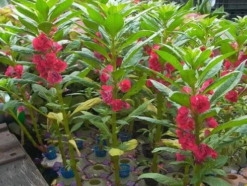 凤仙花