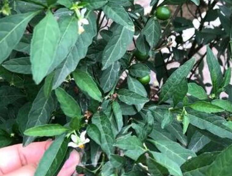 这种观果盆栽比花美，养在家里能温暖整个冬天