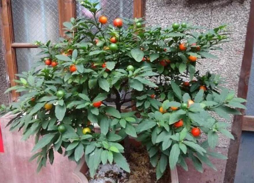这种观果盆栽比花美，养在家里能温暖整个冬天