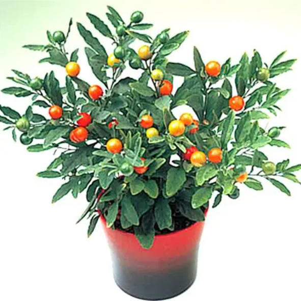 珊瑚樱盆景、看樱桃盆景