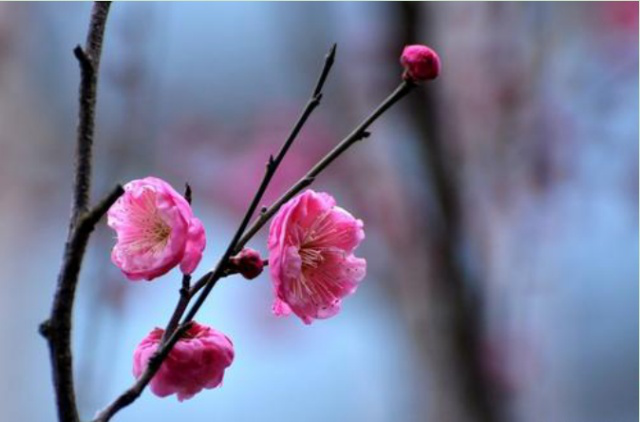 项城梅花状元田孝峰的创业故事