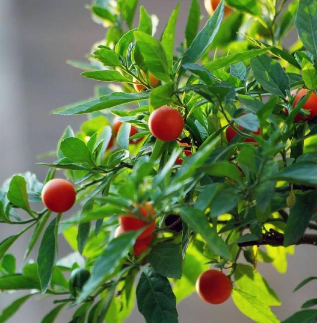 这种观果盆栽比花美，养在家里能温暖整个冬天