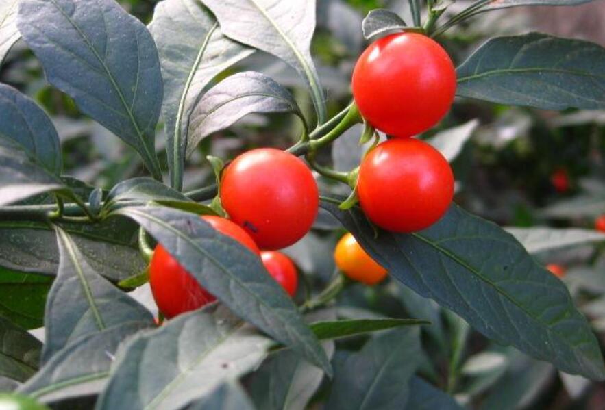 这种观果盆栽比花美，养在家里能温暖整个冬天