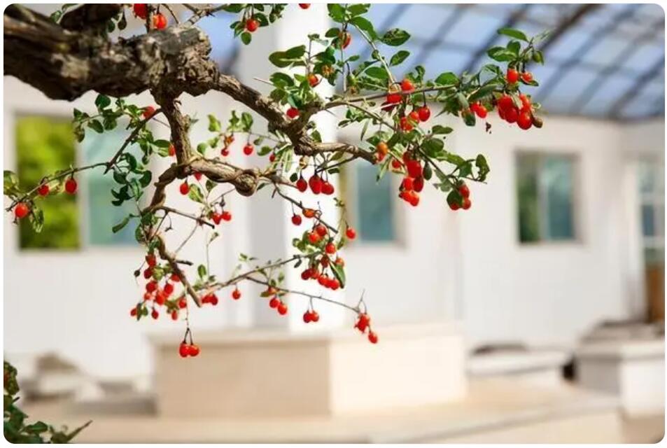 枸杞盆景制作养护技巧