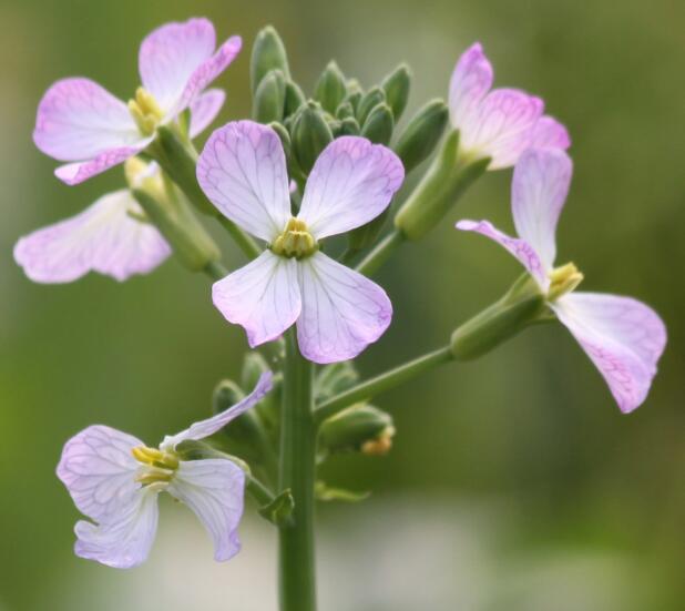 萝卜花 插花艺术