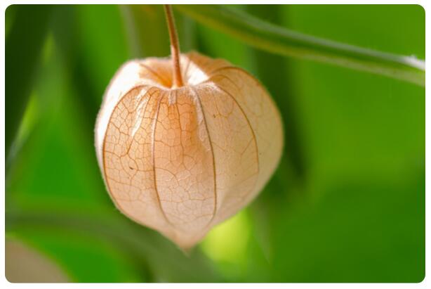 豫东平原的美味：香姑娘（灯笼草）
