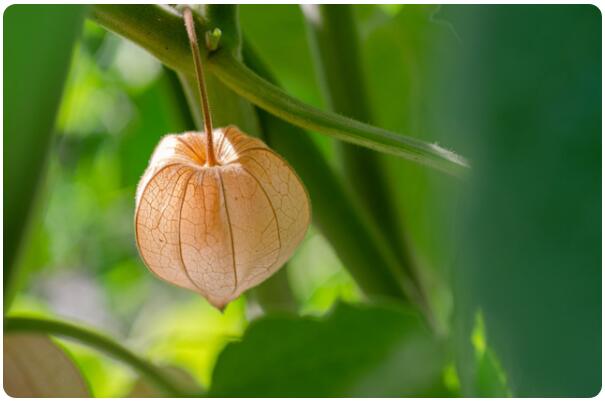 《红楼梦》中提到的林黛玉的前身绛珠仙草，原来是它