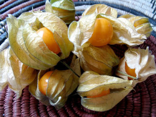 灯笼草（香姑娘）