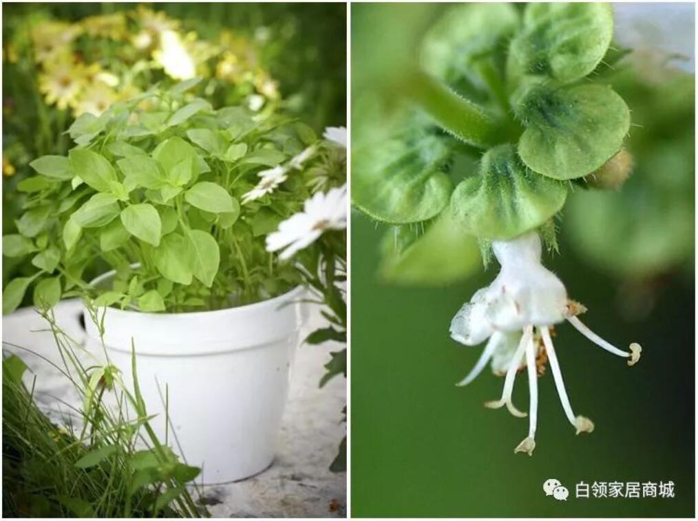 香花子，生长于河南本地的原始香料