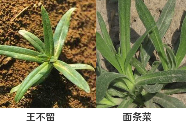 王不留与苗条菜