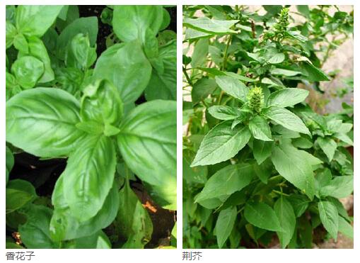 香花子和荆芥