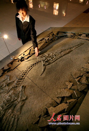 贵州安顺发现长有一对角的“中国龙”化石