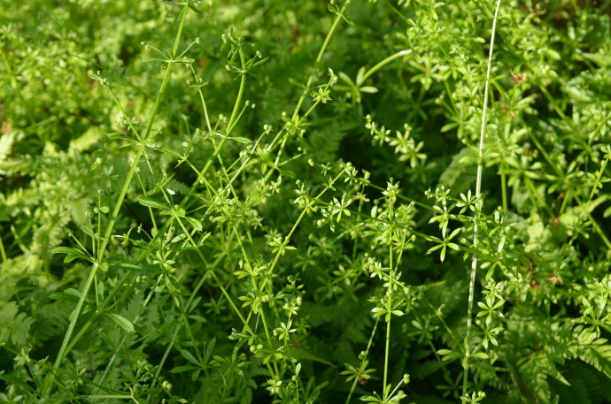 很多人不知道，这个令人讨厌的杂草就是传说中的仙药：八仙草