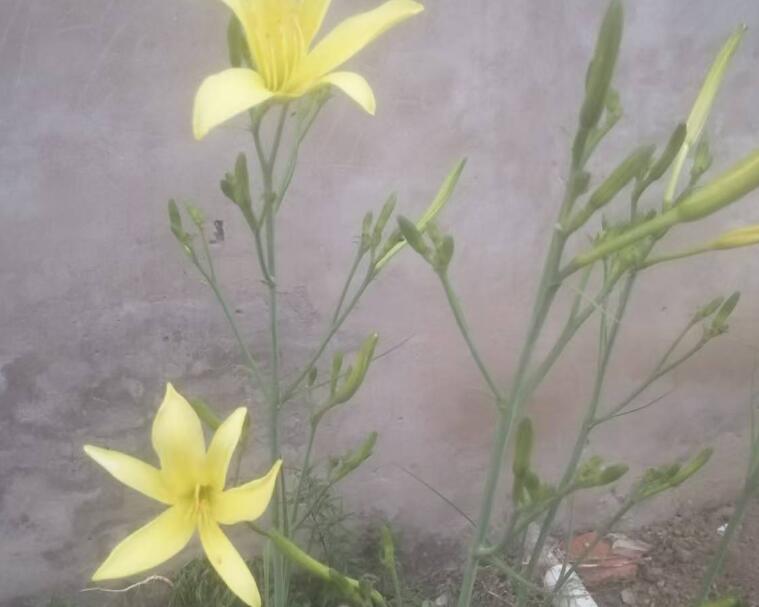 一朵黄花里的食疗史，周口特产黄花菜