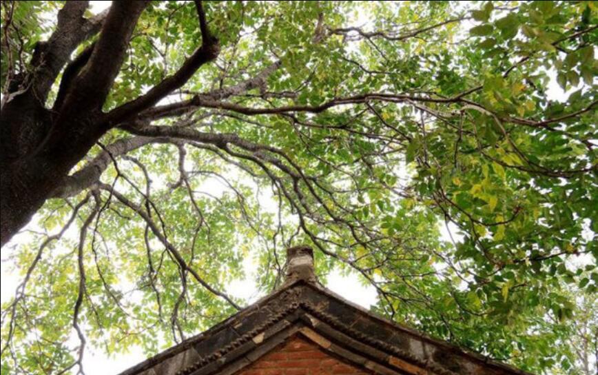 老物件的记忆：老椿木大床