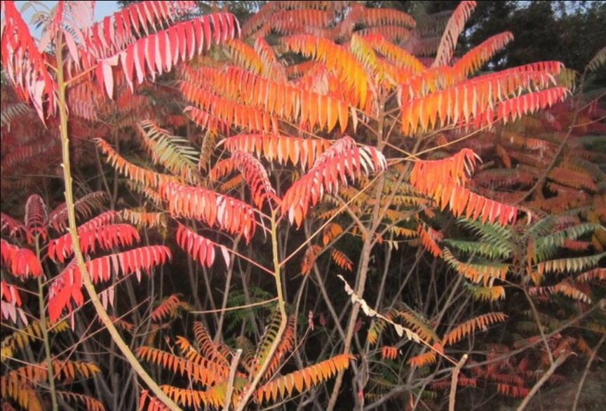 老物件的记忆：老椿木大床