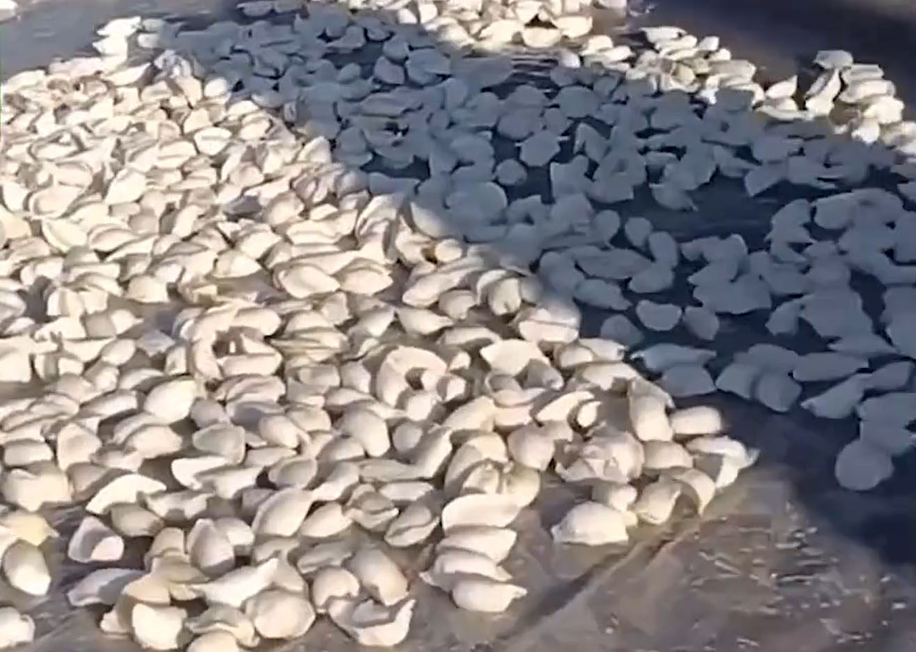 老物件的记忆：红薯推子