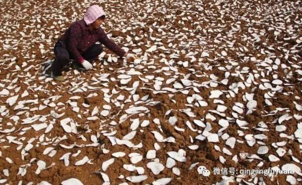 老物件的记忆：红薯推子