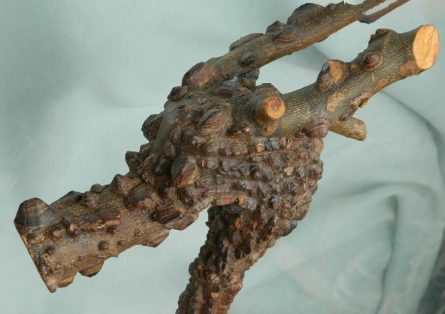 纯天然花椒木龙头杖