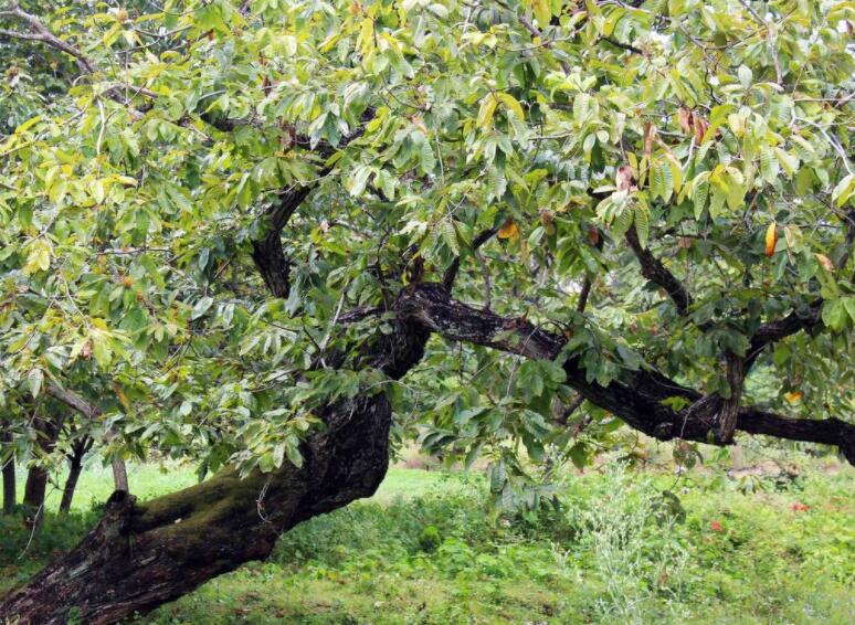 栗姓的由来——栗姓和栗树有何关系？