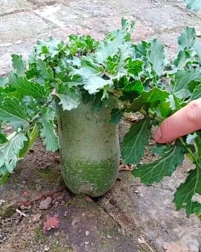 农家院子，穷装素颜生活也可以过成诗