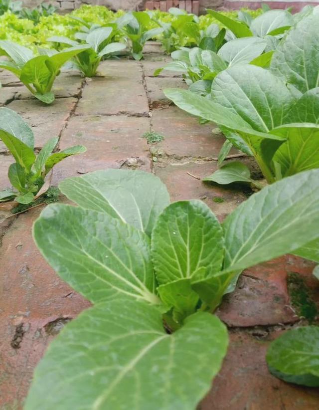 农家院子，穷装素颜生活也可以过成诗