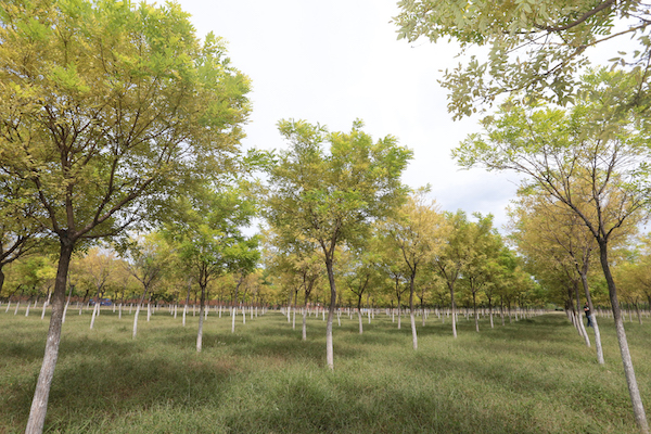 植树节| 快来试试你能认出哪几个城市的市树