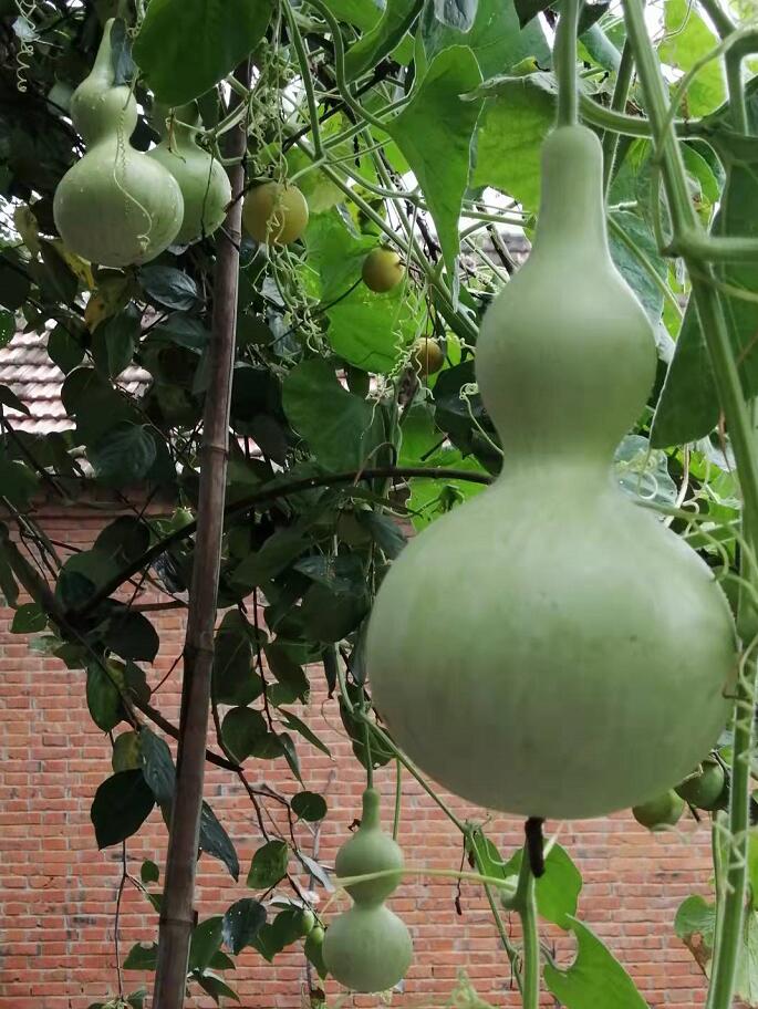 金钱吊葫芦，准主福禄寿