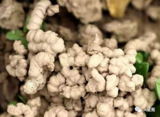 无毒无臭的有机花肥，蚯蚓土