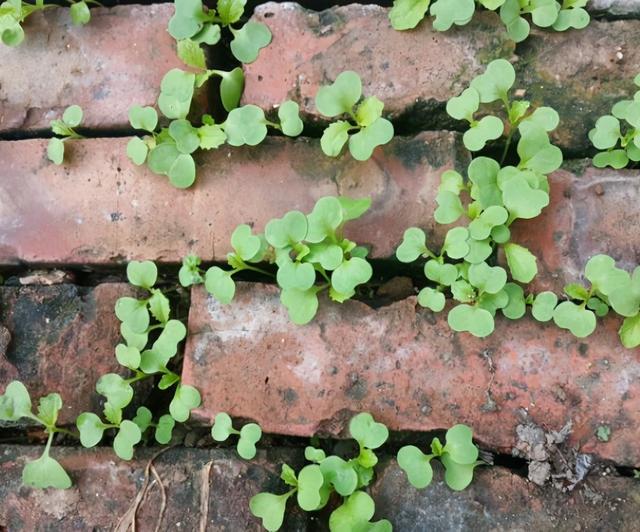 农家院子，穷装素颜生活也可以过成诗