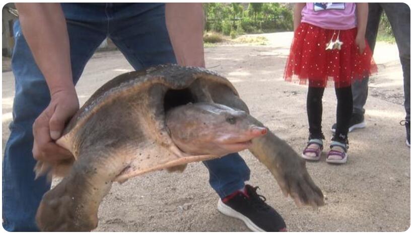 百年巨鳖现身南阳长75厘米，重46斤