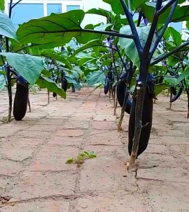 农家院子，穷装素颜生活也可以过成诗