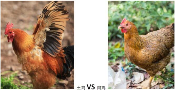 散养鸡、初生蛋 再也不怕被人忽悠了！