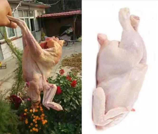 散养鸡、初生蛋 再也不怕被人忽悠了！