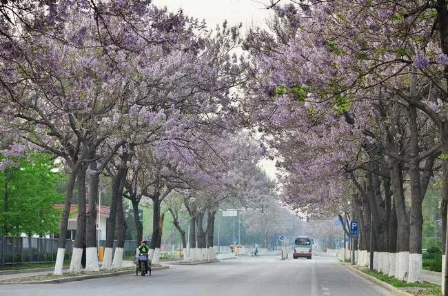 你知道吗？它就是清明节之花