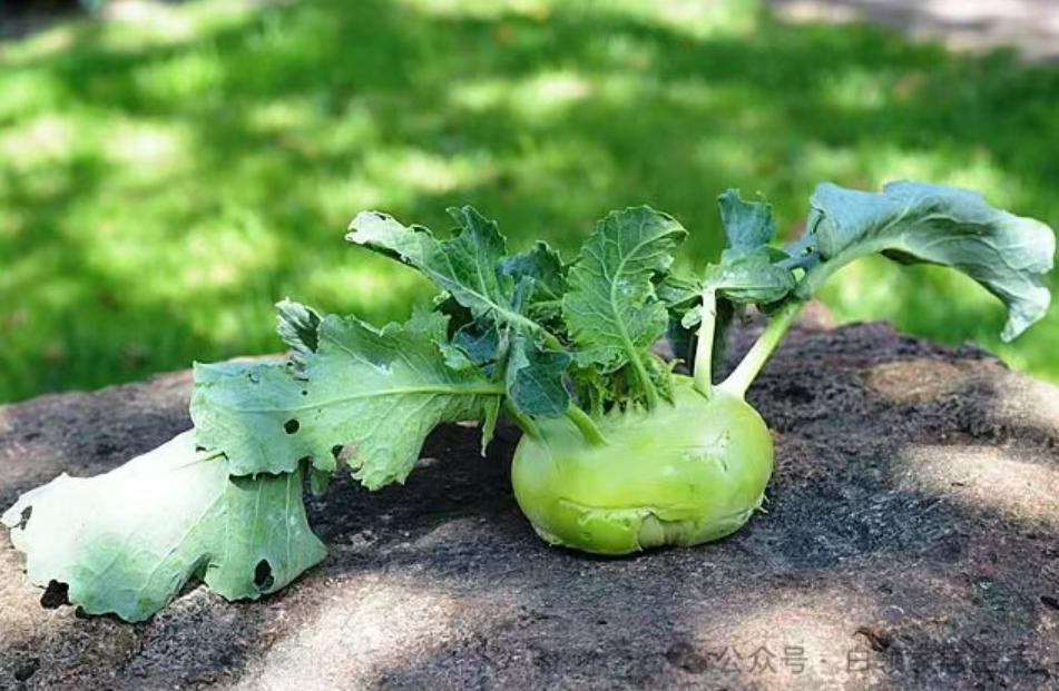 辣疙瘩 苤拉 傻傻分不清？「火星阁腌菜」在线教学，让你秒懂！