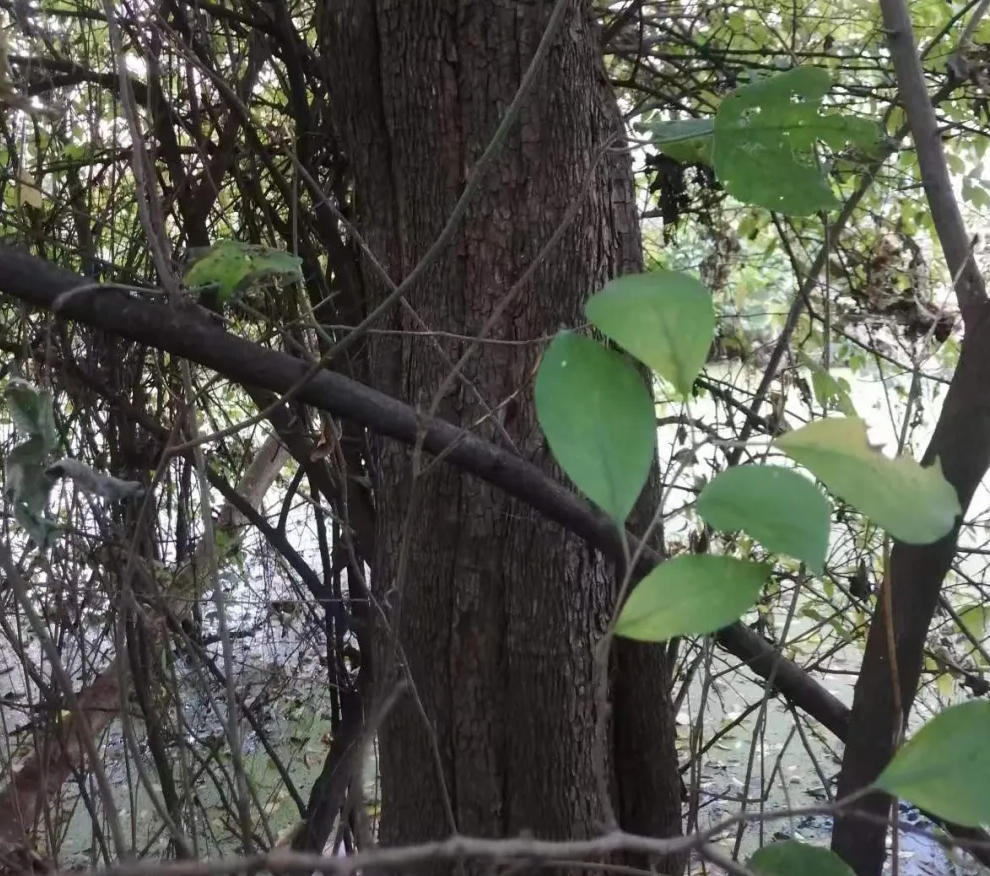 柘木为什么称为帝王之木？