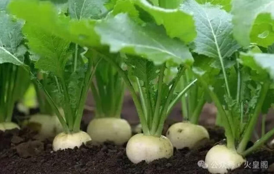 辣疙瘩 苤拉 傻傻分不清，植物专家教你来辨认