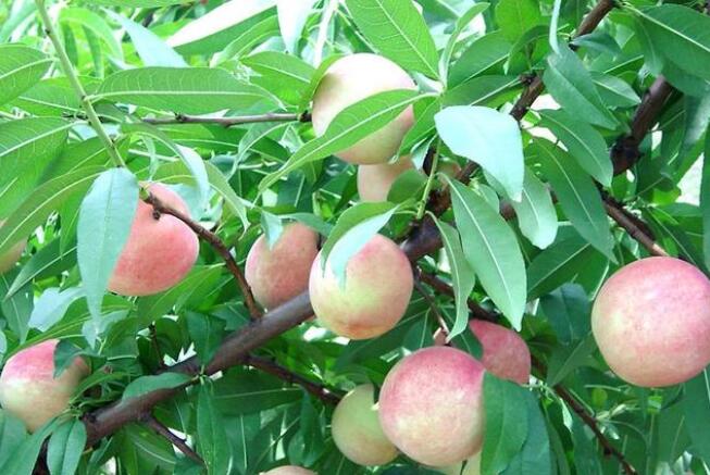 民间传统的吉祥树都有哪些?