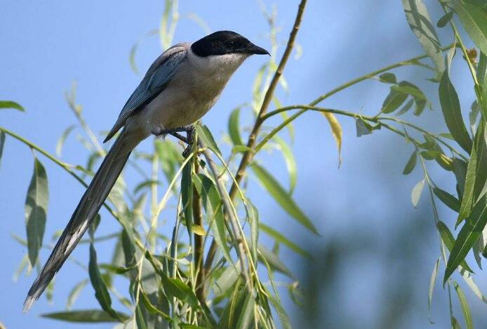 死后100天，旱魃的传说