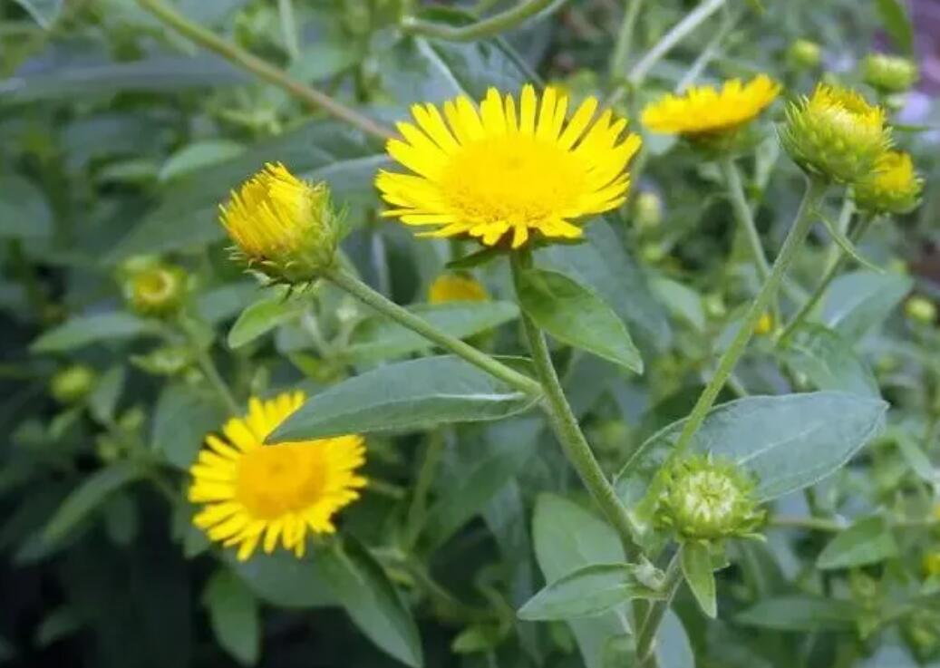 旋复花,农村河边不起眼的小黄花,原来却是最最亲民的中药神品!