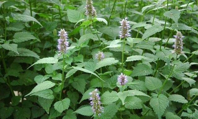 藿香和紫苏傻傻分不清!到底怎么分?怎么吃?