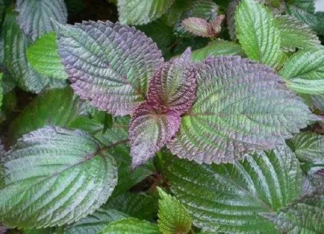 紫苏和藿香是个宝,但却傻傻分不清?资深吃货为你详解它们的吃法