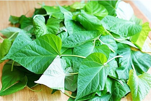 项城红薯状元，大红薯小产业的致富路