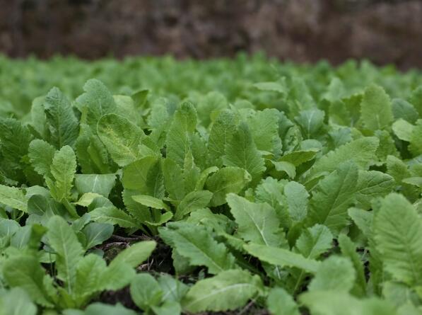 冬吃萝卜，怎么吃？