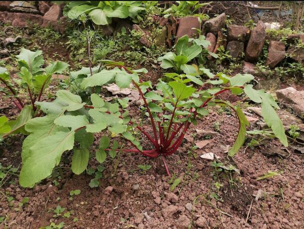 冬吃萝卜，怎么吃？