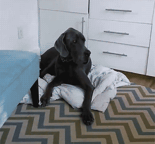 学道不学道，学个狗睡觉