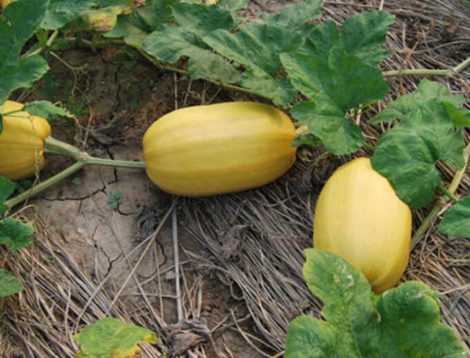 金丝瓜，搅丝瓜，鱼翅瓜