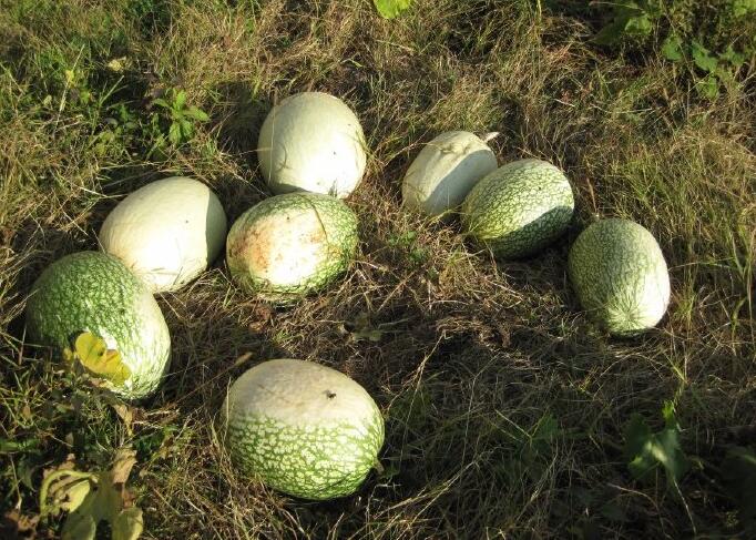 金丝瓜，搅丝瓜，鱼翅瓜