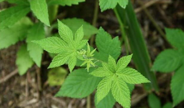 拉拉秧，一种农村人特别讨厌的野草 却是罕为人知的奇药“葎草”